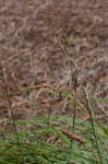 Heath sedge